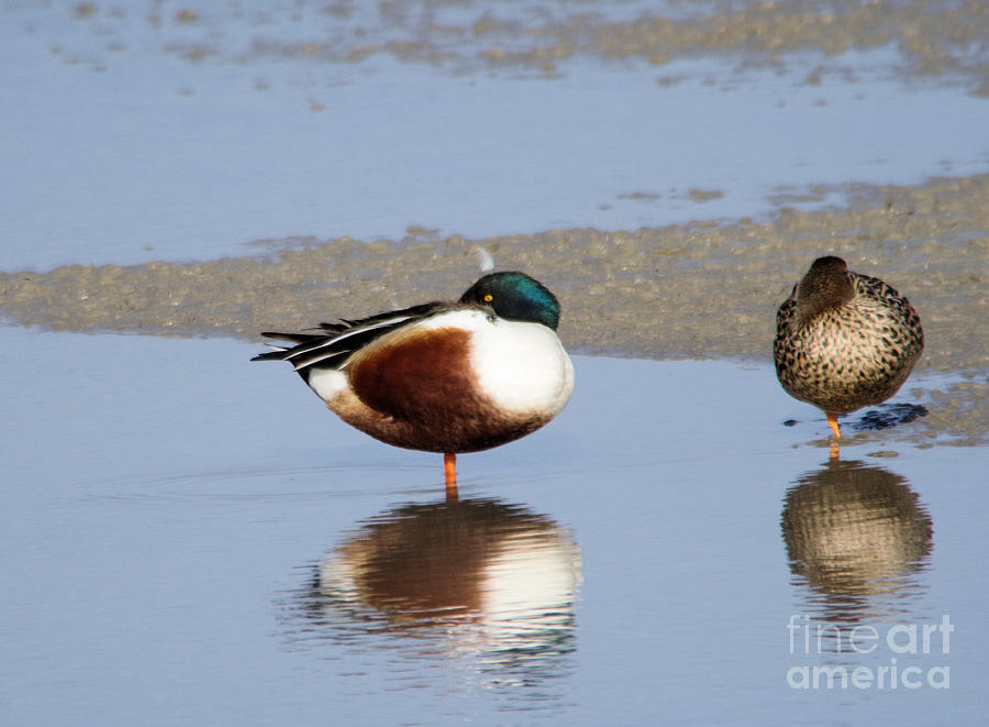 Bird Photograph - Two ducks napping on the pond shop or by Jeff Swan