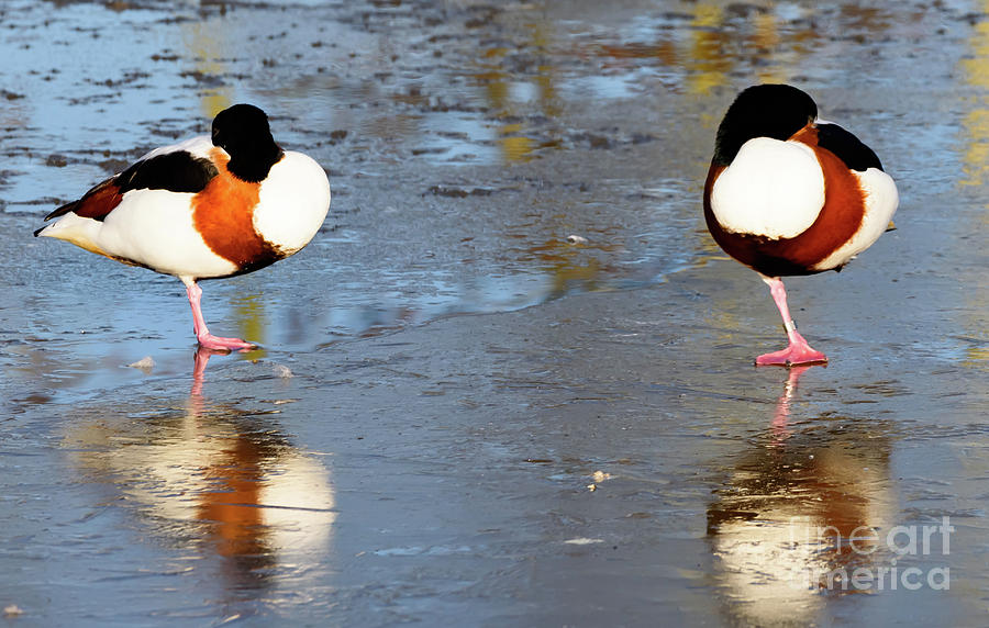 Two ducks on ice Photograph by Colin Rayner