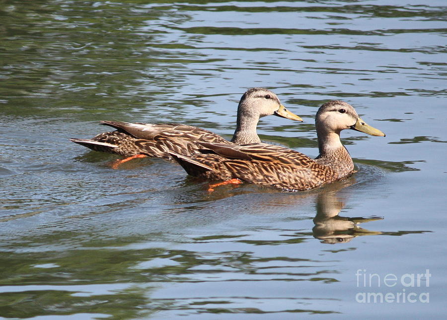 Two Ducks On The Pond Photograph