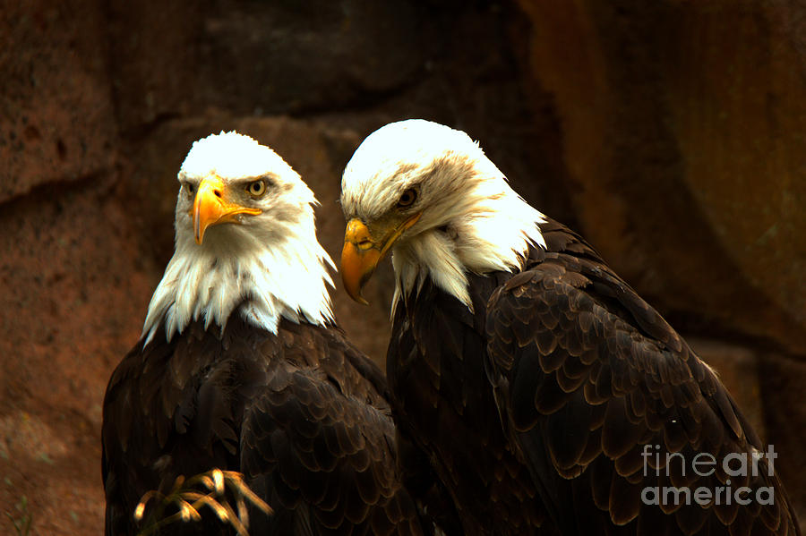 Two Eagles Photograph by Adam Jewell