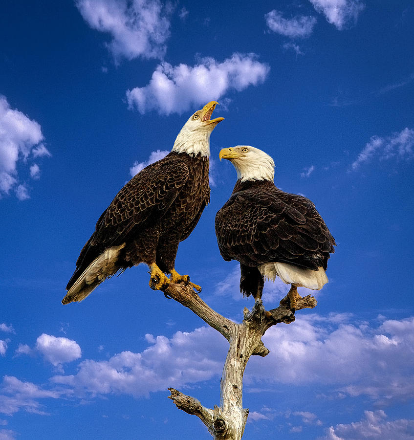 Two Eagles against a blue sky backdrop  Photograph by Steven Upton