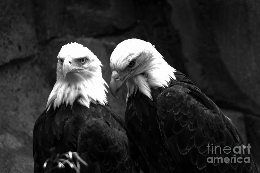 Two Eagles Black And White Photograph by Adam Jewell