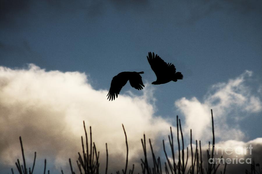 Two Eagles Photograph by Ella Kaye Dickey