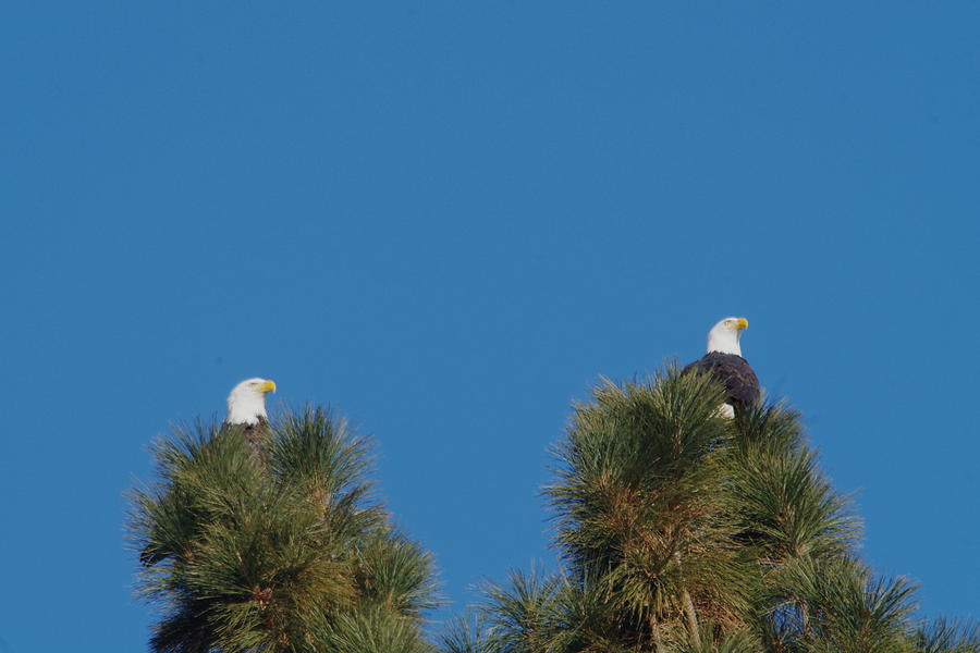 Two eagles in two tree tops Photograph by Jeff Swan