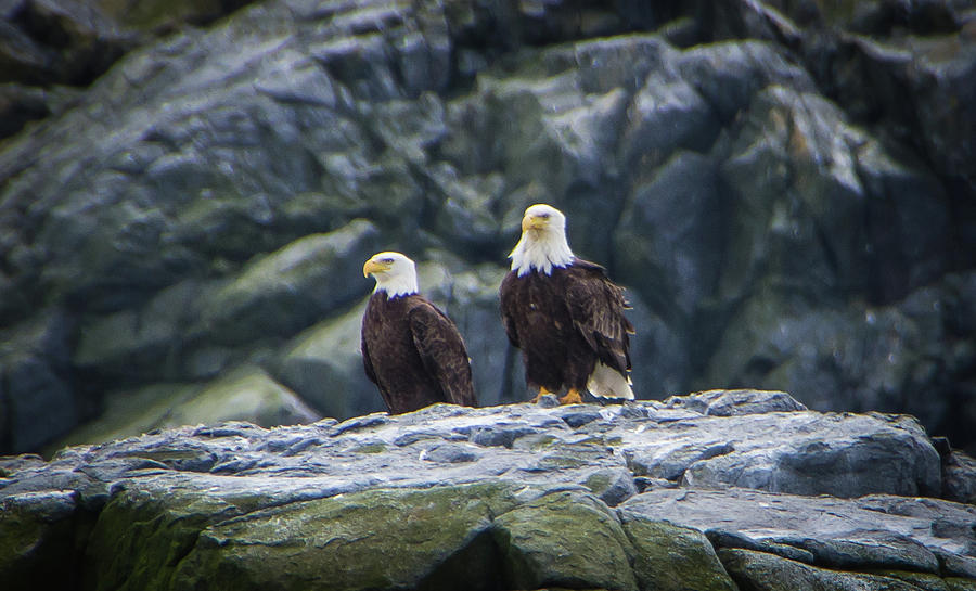 Two Eagles Photograph by Marilyn Wilson