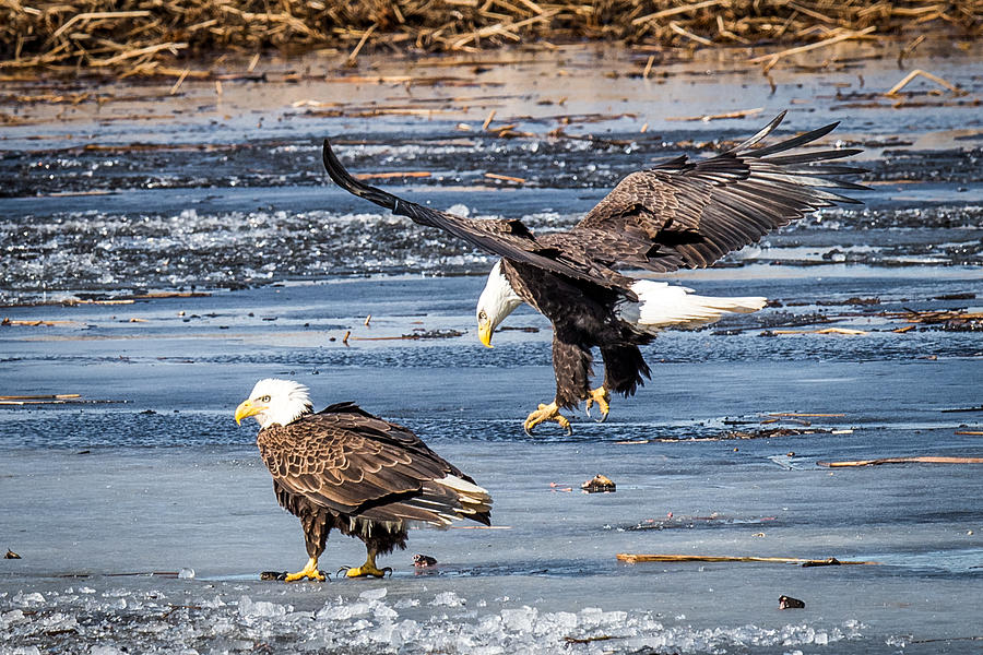 Two Eagles Photograph by Paul Freidlund