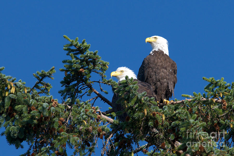 Two Eagles Photograph by Sharon Talson