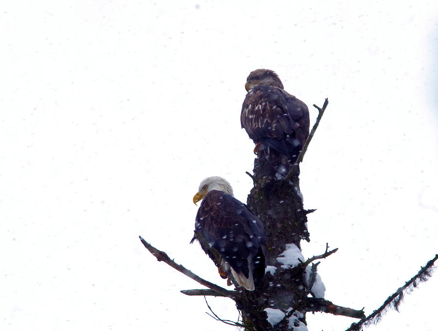 Two eagles tree top  Photograph by Jeff Swan