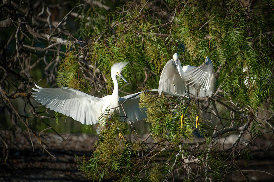 Two Egrets Photograph by Catherine Lau