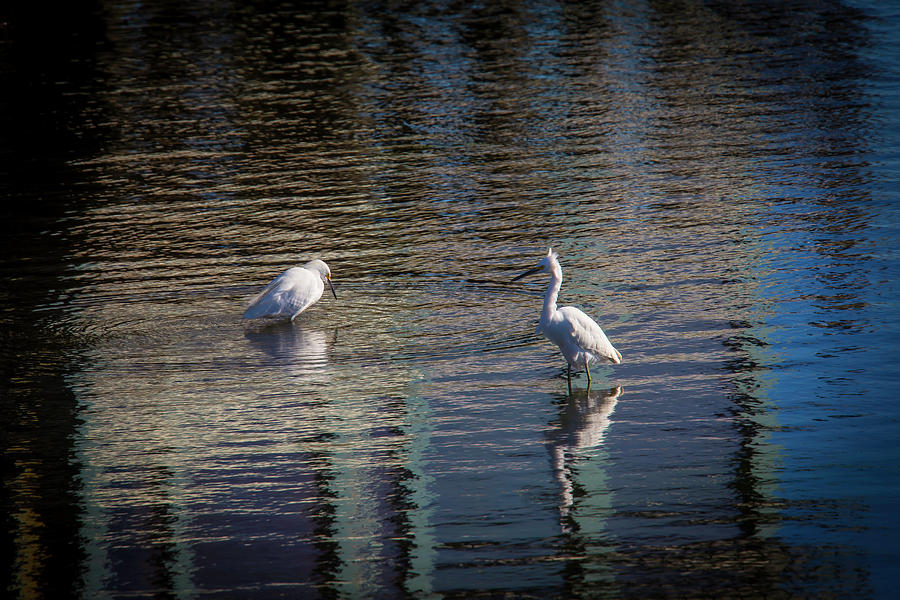 Egret Photograph - Two Egrets Fishing by Garry Gay
