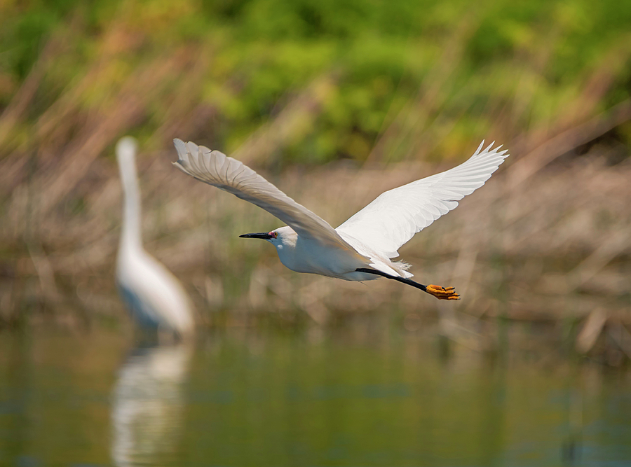 Two Egrets for the Price of One Photograph by Loree Johnson