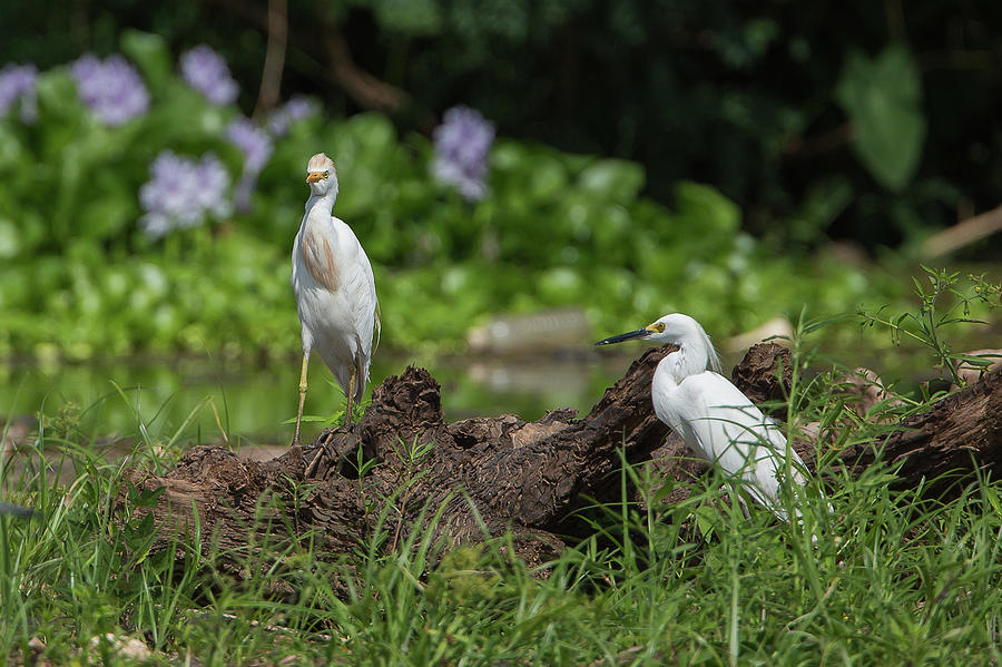 Two Egrets Photograph by Ronnie Maum - Pixels