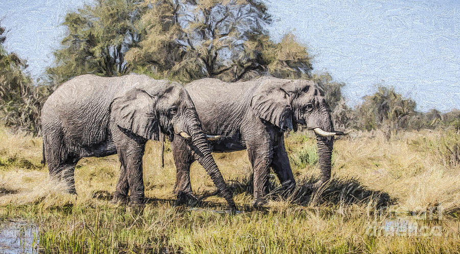 Two Elephant bulls in the Okavango Delta of Botswana Digital Art by Liz Leyden