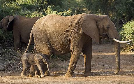 Animal Photograph - Two Elephants by Siddarth Rai