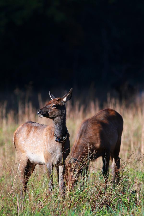 Two Elk Calves Hanging Out Photograph by Carol Montoya