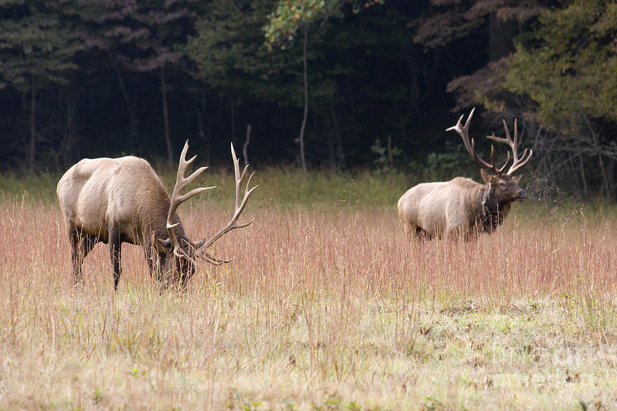Two Elk in a Grassy Field Photograph by Jill Lang