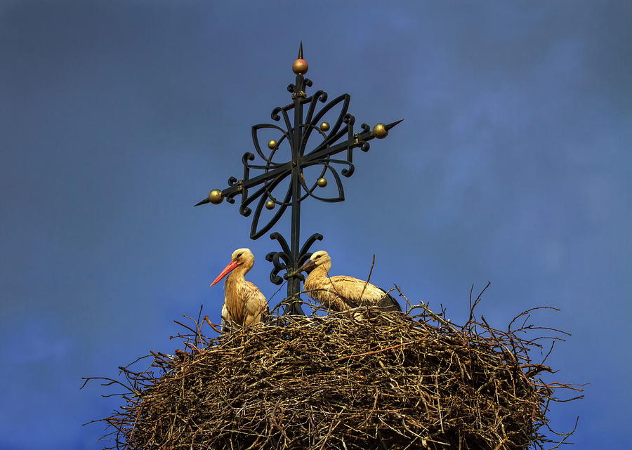 Two european white storks, ciconia, in the nest Photograph by Elenarts - Elena Duvernay photo