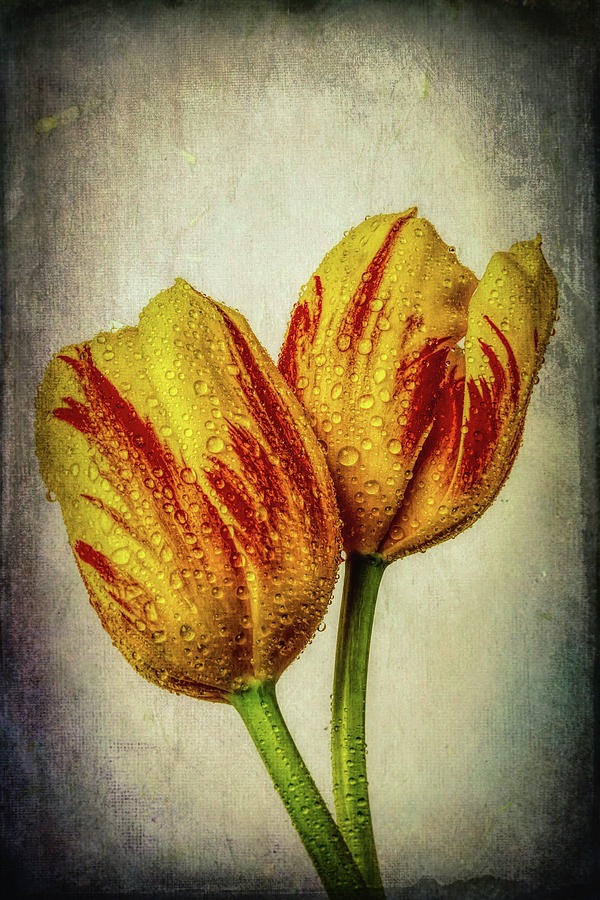 Two Exotic Tulips Photograph by Garry Gay - Fine Art America