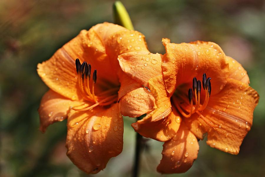 Daylily Photograph - Two Faced by Katherine White