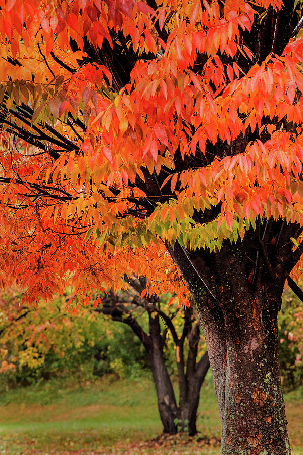 Two Fall Trees Photograph by Don Johnson