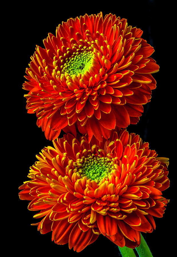 Two Fancy Orange Green Gerbera Daisies Photograph by Garry Gay