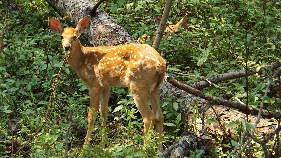 Deer Photograph - Two Fawn by Dennis Pintoski