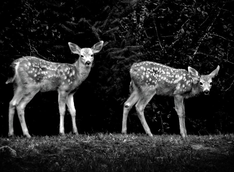 Two Fawns Photograph by Adria Trail