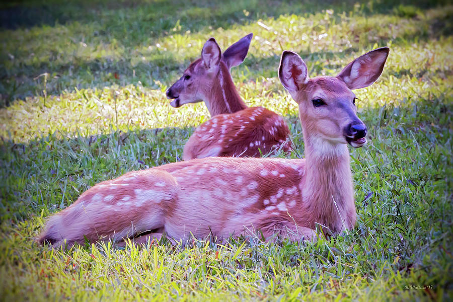 Two Fawns Lying Photograph by Brian Wallace