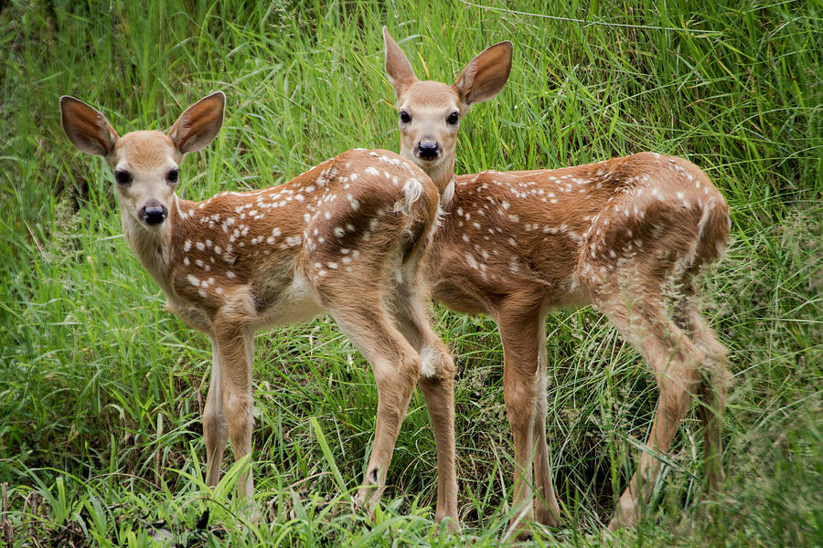 Two Fawns Photograph by Shannon Kunkle