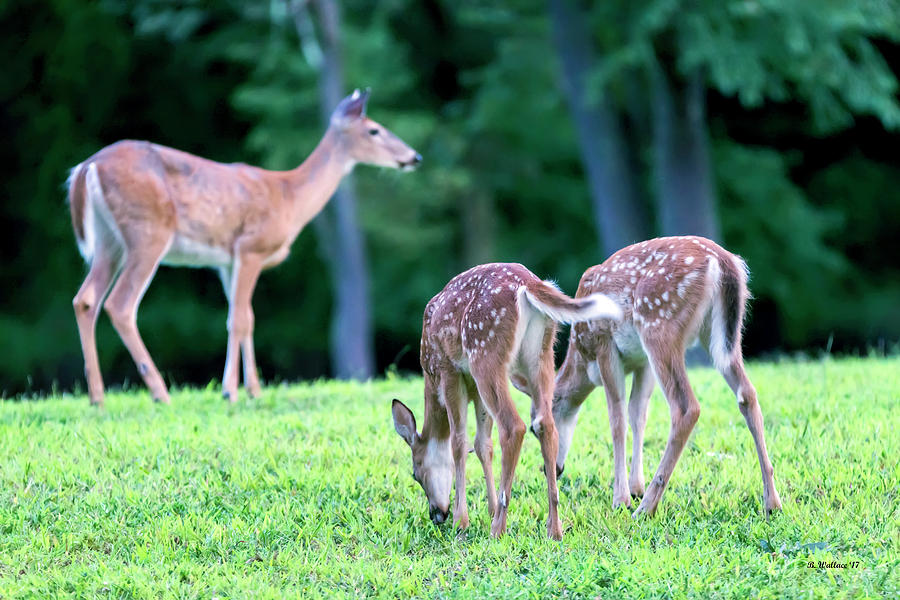 Two Fawns With Doe Photograph by Brian Wallace