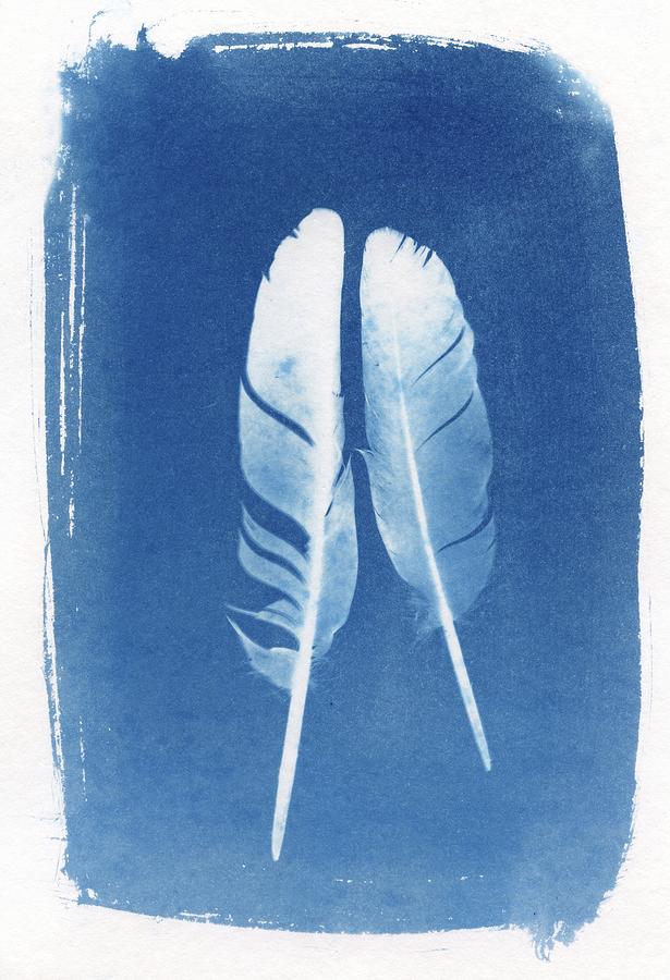 Two Feathers cyanotype sun print alternative process photography Photograph by Jane Linders
