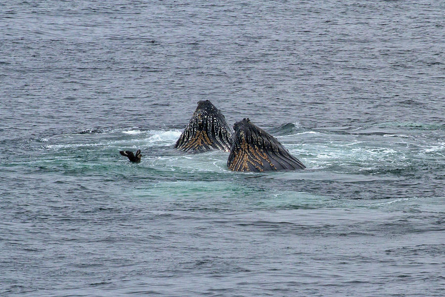 Two Feeding Humpback Whales Photograph by John Haldane