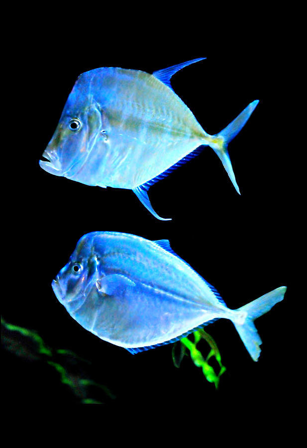 Two Fish Blue Fish Photograph by Diana Angstadt