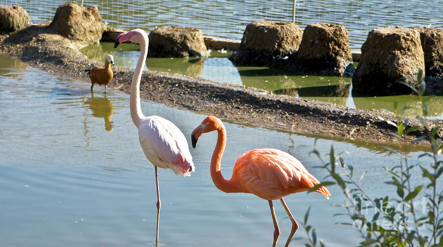 Two flamingo white and pink Photograph by Irina Afonskaya
