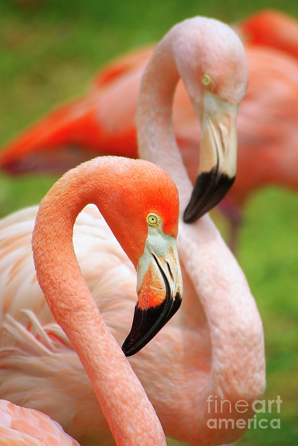 Two Flamingoes Photograph by Carlos Caetano