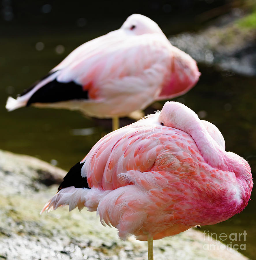 Two flamingos asleep Photograph by Colin Rayner