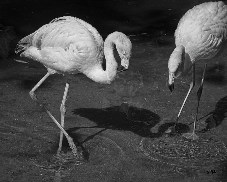 Two Flamingos Photograph by David Gordon