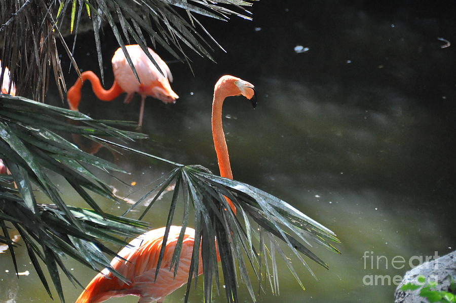 Two Flamingos Photograph by John Black