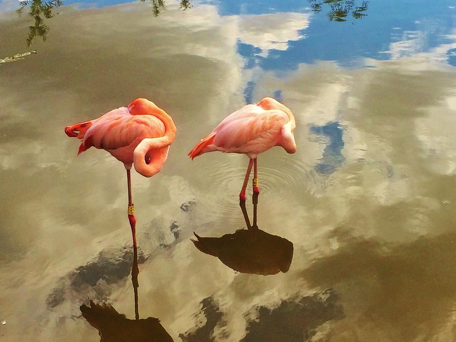 Two Flamingos Photograph by Rohini Ramaprasad