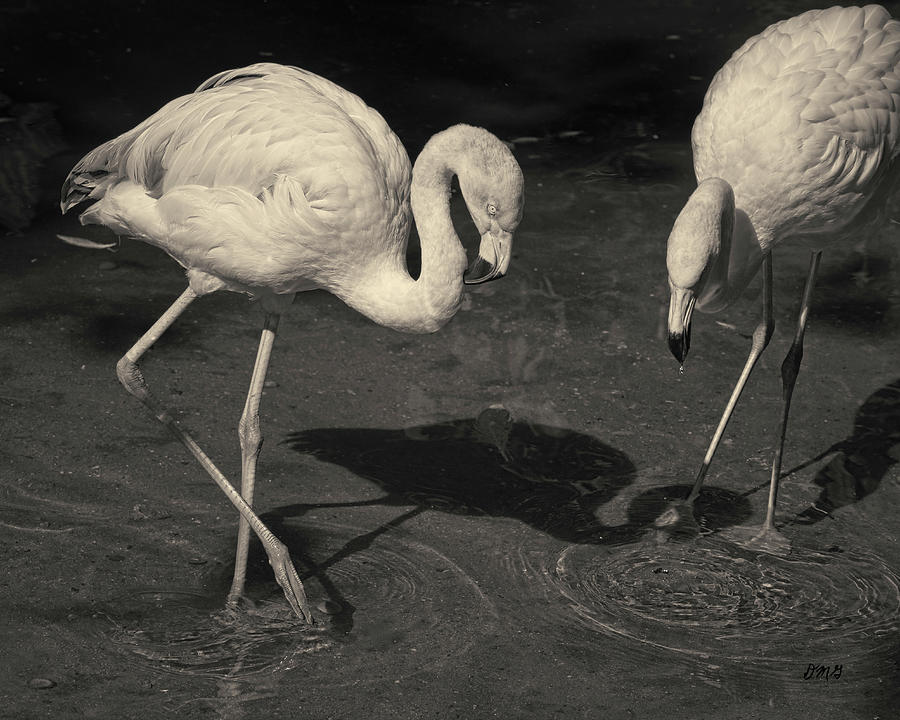 Two Flamingos Toned Photograph by David Gordon