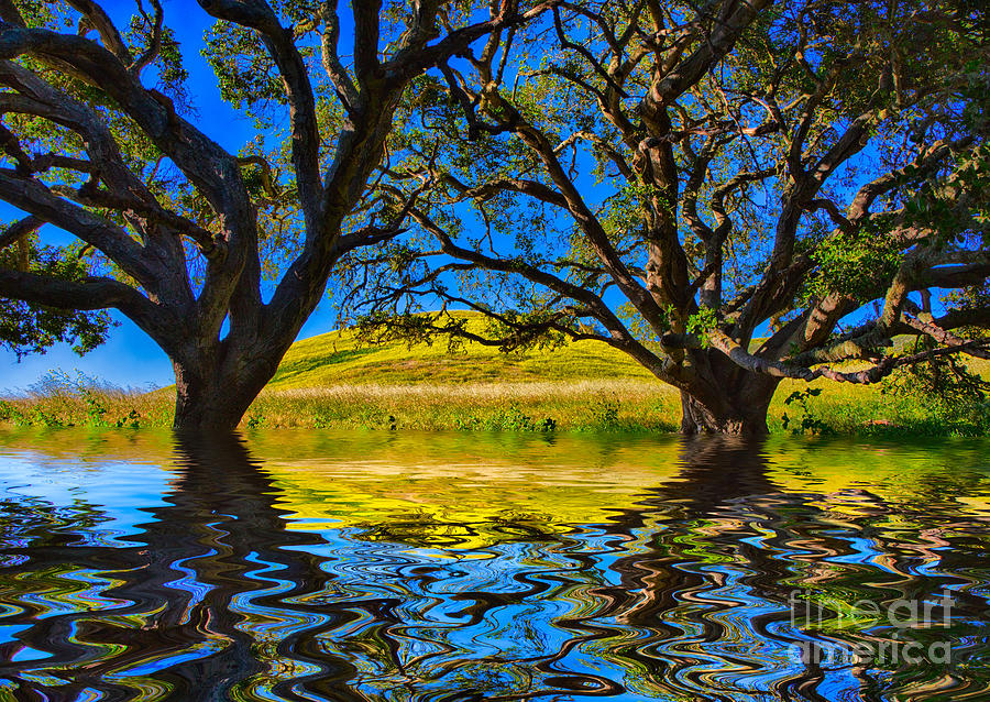 Two Flooded Oaks Photograph by Mimi Ditchie