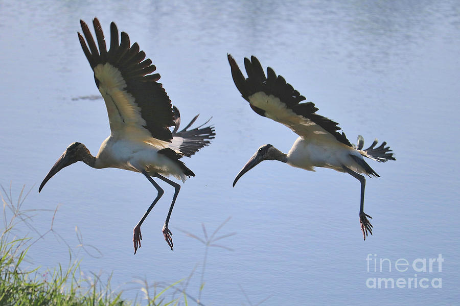 Two Flying Wood Storks Photograph