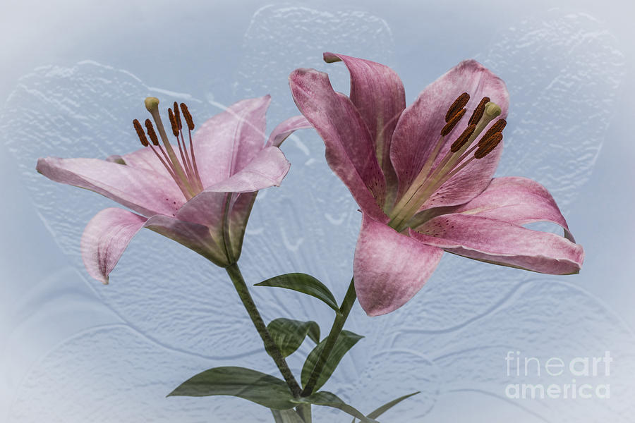 Lily Photograph - Two For Joy by Steve Purnell