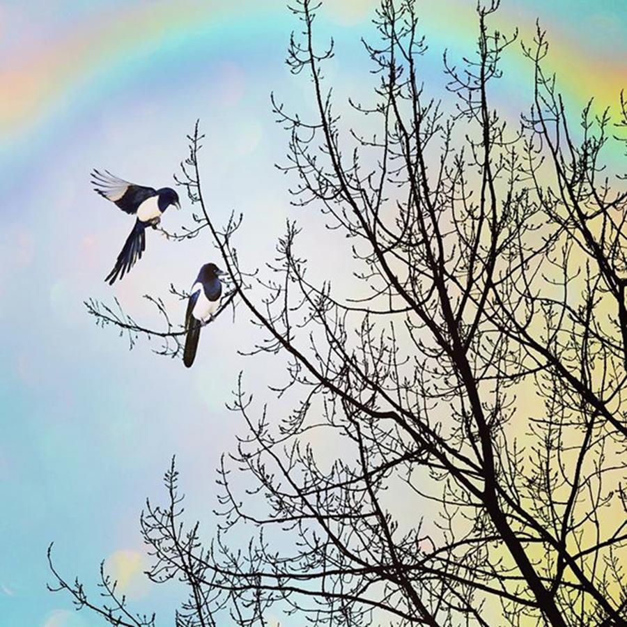 Magpies Photograph - Two For Joy
#nurseryrhyme by John Edwards