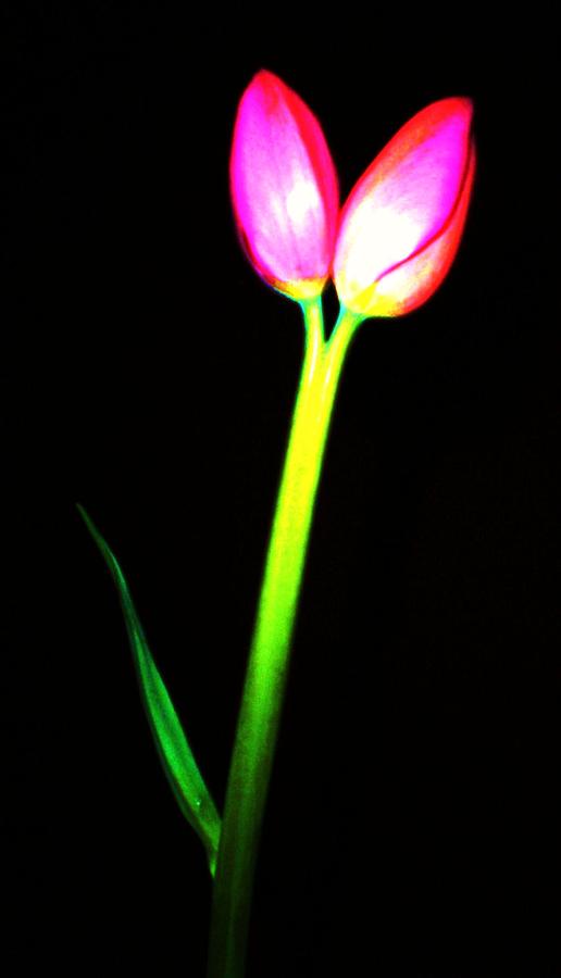 Two For One Tulip Photograph by Daniele Smith