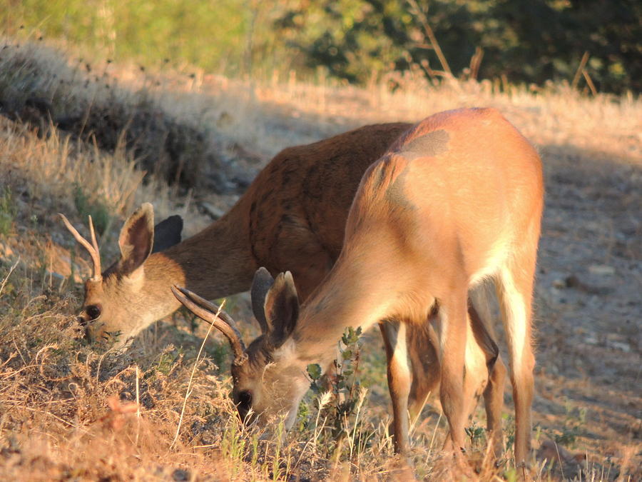 Two Forked Horns Photograph by Traci Hallstrom - Fine Art America