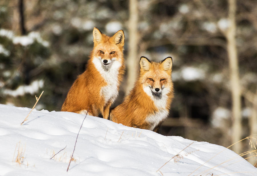 Two Fox in Winter #2 Photograph by Mindy Musick King