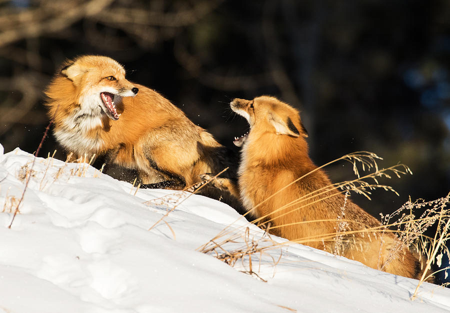 Two Fox in Winter #3 Photograph by Mindy Musick King