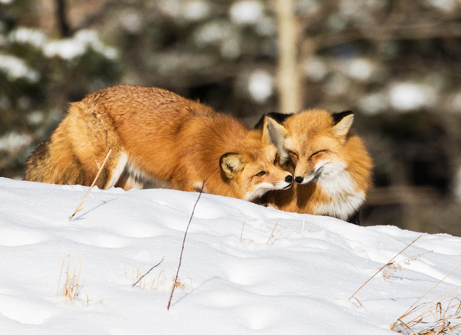 Two Fox in Winter Photograph by Mindy Musick King