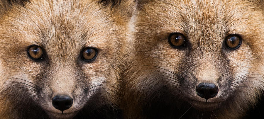 Two Fox Kits Photograph by Mindy Musick King